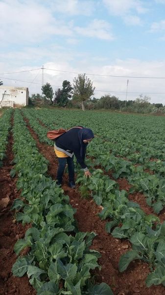 The crops are significantly enhanced with GMX treated water
