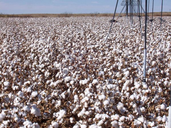 Sea of white cotton-couldn't tell rows
