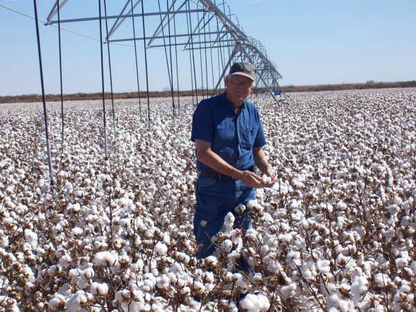 Jimmy in field of good cotton irrigation treated with GMX 
