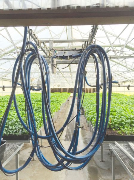 GMX Units On Greenhouse.
GMX Units On Greenhouse. Installing the units on the main feed line. By doing this, as the water goes through the magnetic field it keeps the minerals in suspension and reduces the surface tension of the water. Thus, the plants better absorb the water and their growth is enhanced.
Keywords: Agriculture